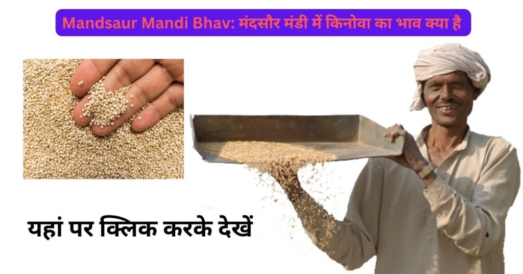 Mandsaur Mandi Bhav: मंदसौर मंडी में किनोवा का भाव क्या है 