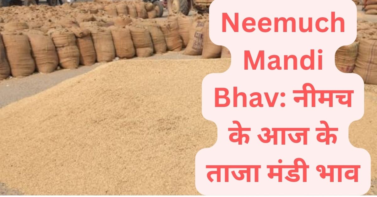 Neemuch Mandi Bhav