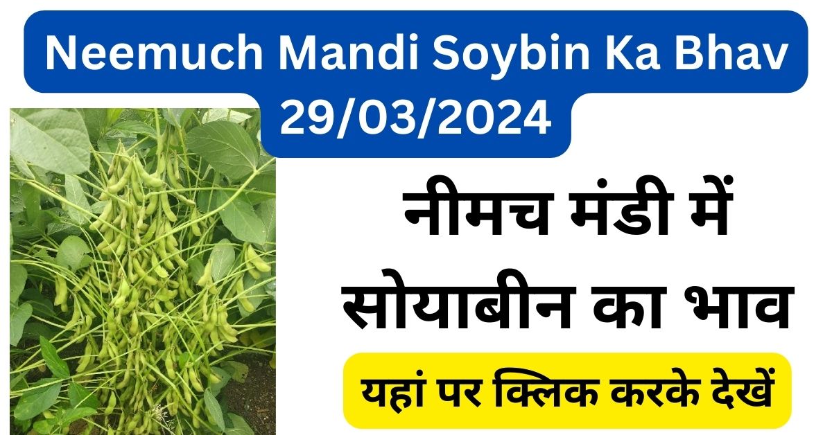 Neemuch Mandi Soybin Ka Bhav 29/03/2024